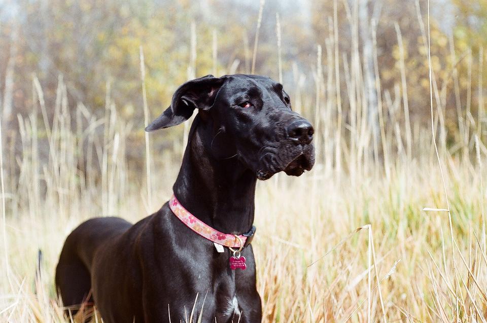 Tyra – Great Dane