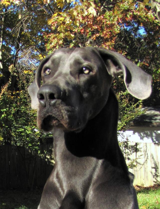Tyra – Great Dane (2)