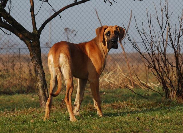 Tyra – Great Dane (3)