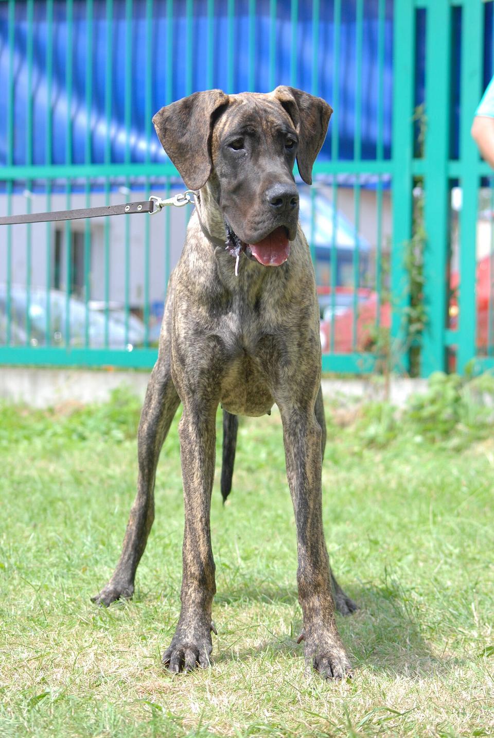 Dagmar – Great Dane