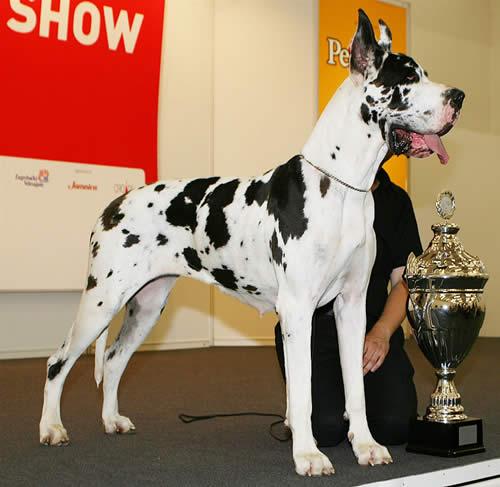 Dagmar – Great Dane (2)
