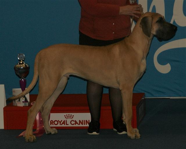 Dagmar – Great Dane (3)