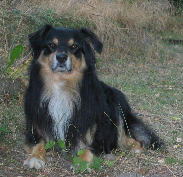 Skye – Australian Shepherd