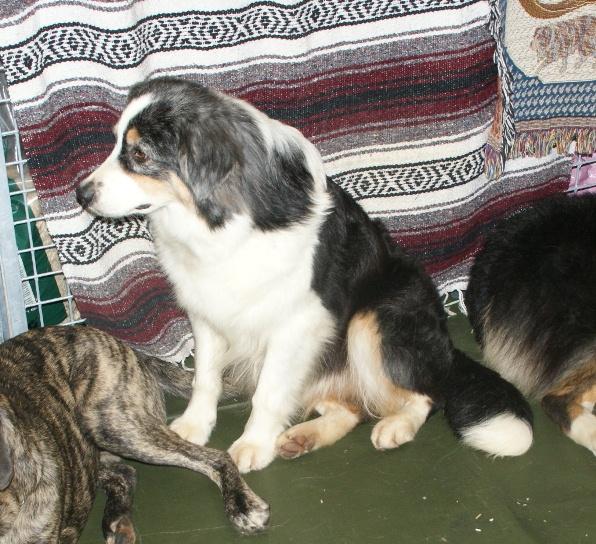 Ranger – Australian Shepherd