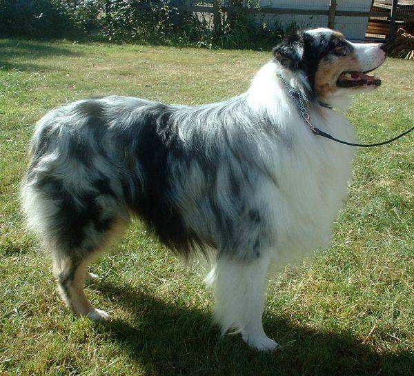 Ranger – Australian Shepherd (2)