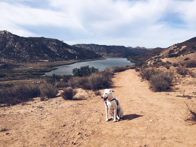 Ranger – Australian Shepherd (3)