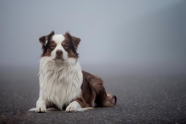 Ranger – Australian Shepherd (4)