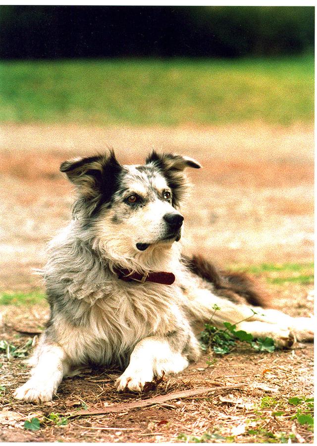 Dixie – Australian Shepherd