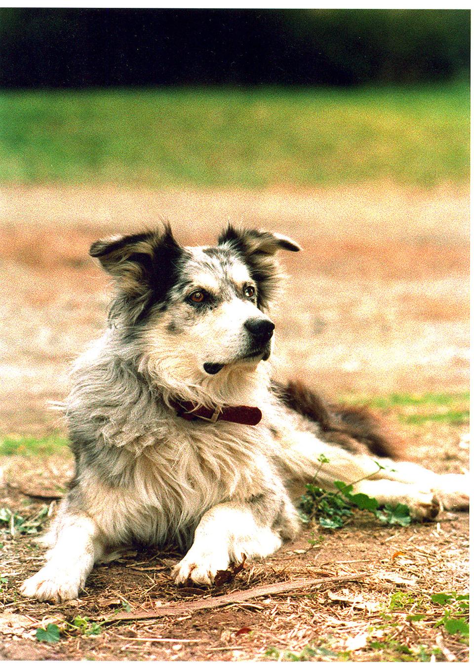 Dixie – Australian Shepherd