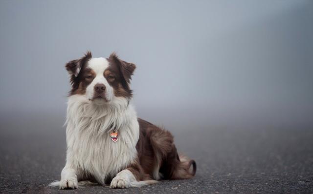Dixie – Australian Shepherd (2)