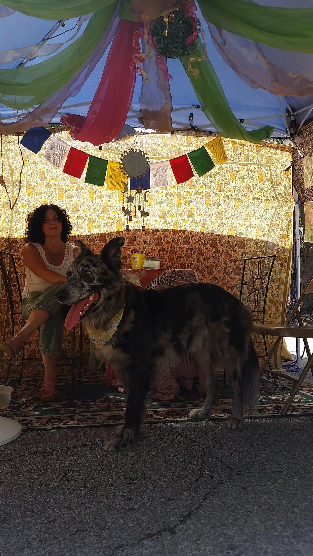 Dixie – Australian Shepherd (3)