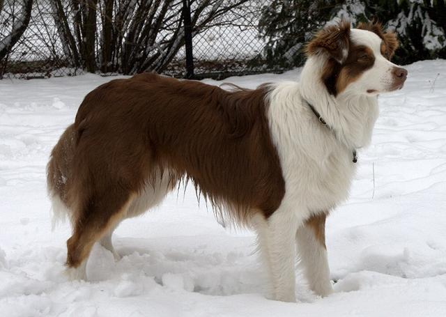 Dixie – Australian Shepherd (4)