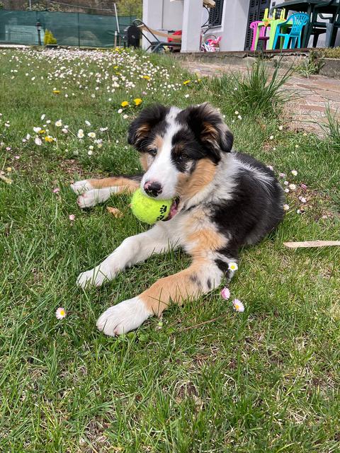 Pepper – P-kuldet