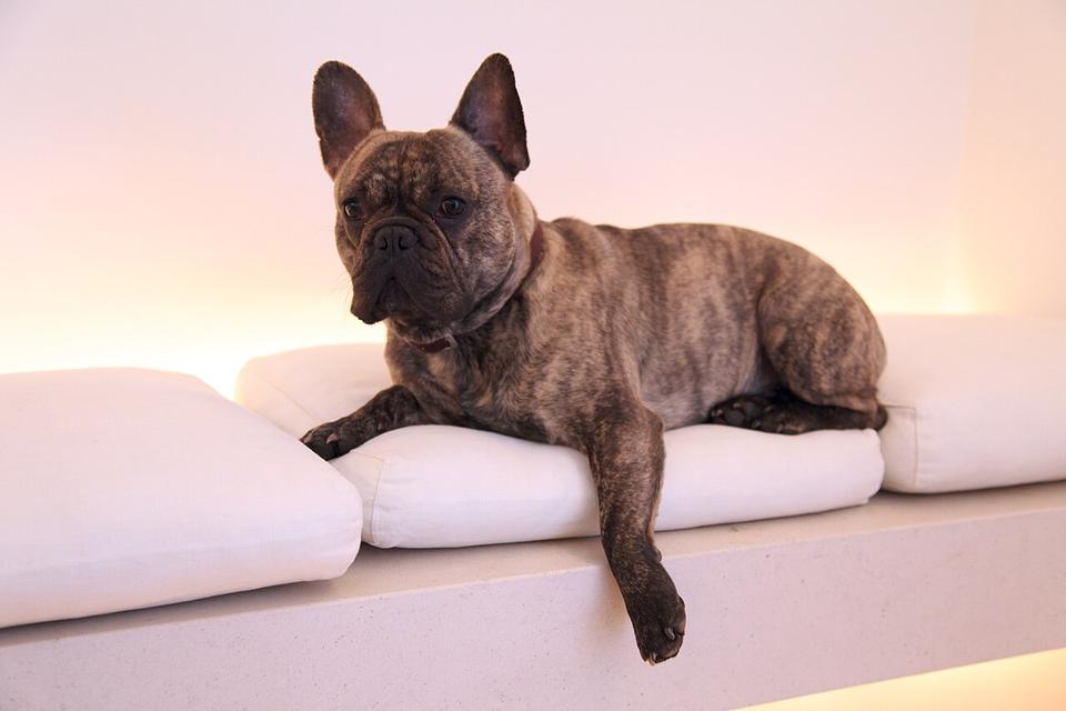 Olga – French Bulldog