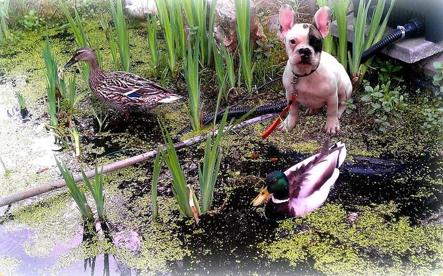 Olga – French Bulldog (2)
