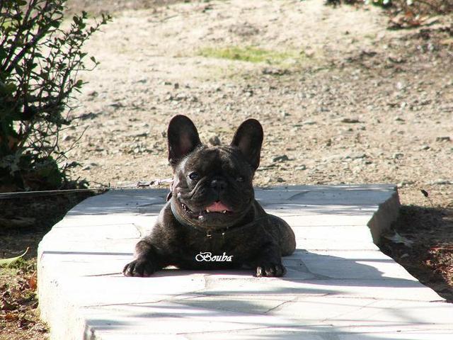 Olga – French Bulldog (3)