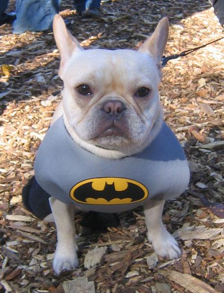 Olga – French Bulldog (4)