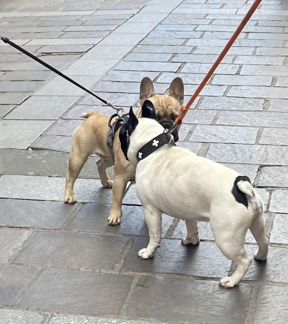 Mille – French Bulldog