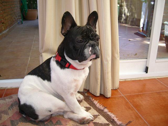 Mille – French Bulldog (2)