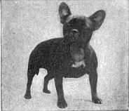 Mille – French Bulldog (3)