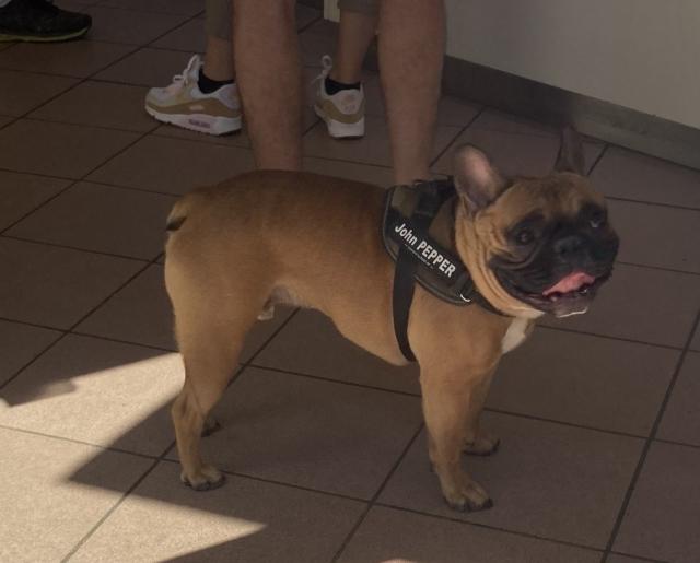 Mille – French Bulldog (4)