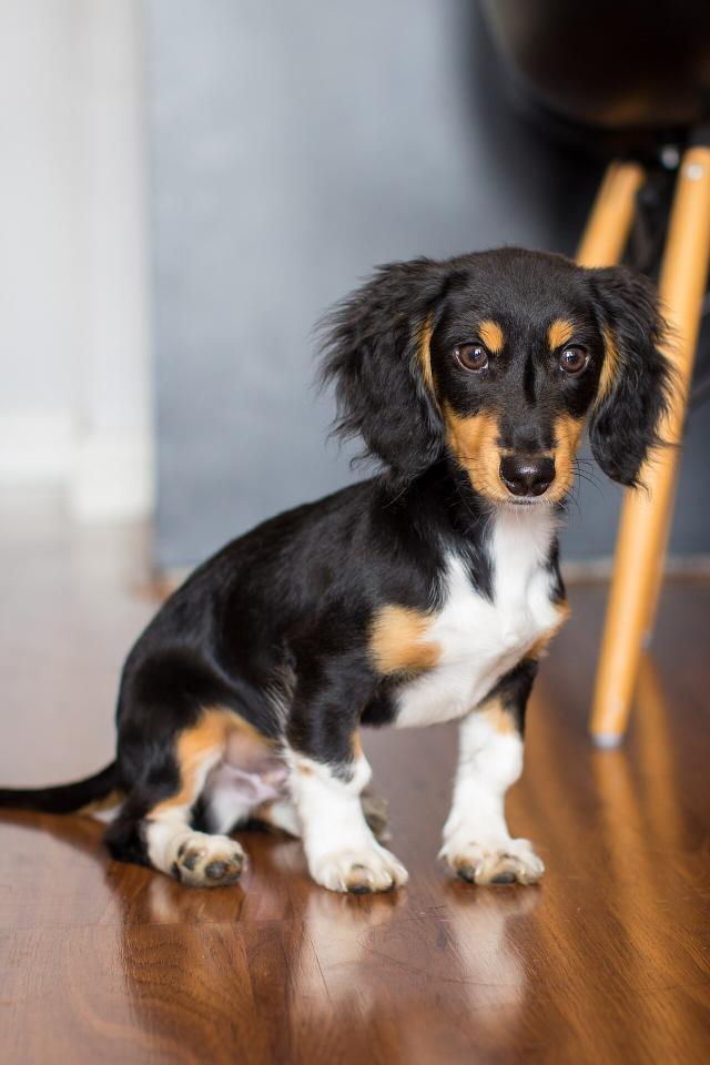Hugo – Dachshund (2)