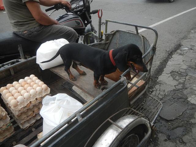 Hugo – Dachshund (3)