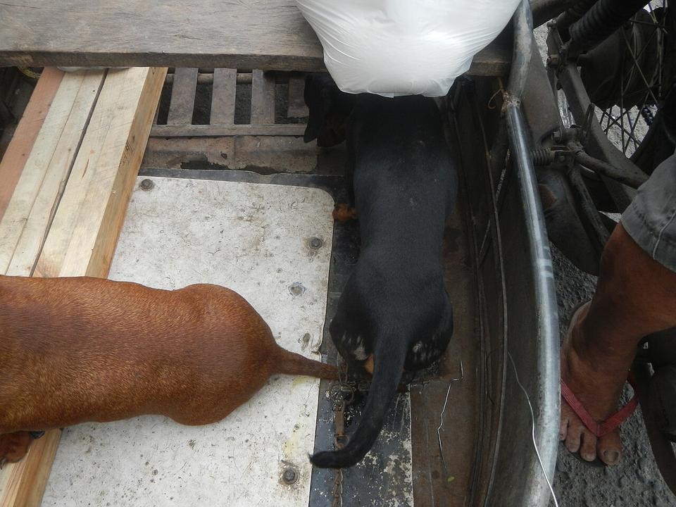 Trine – Dachshund