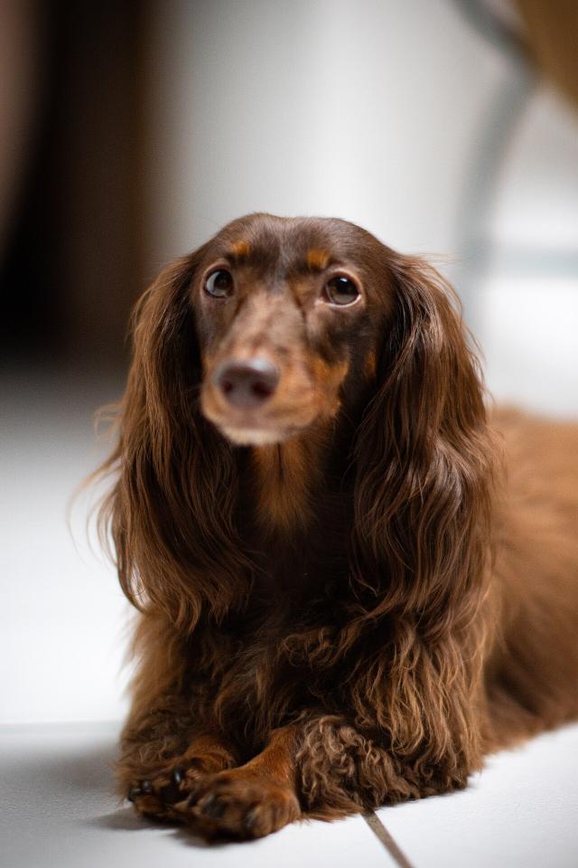 Trine – Dachshund (2)