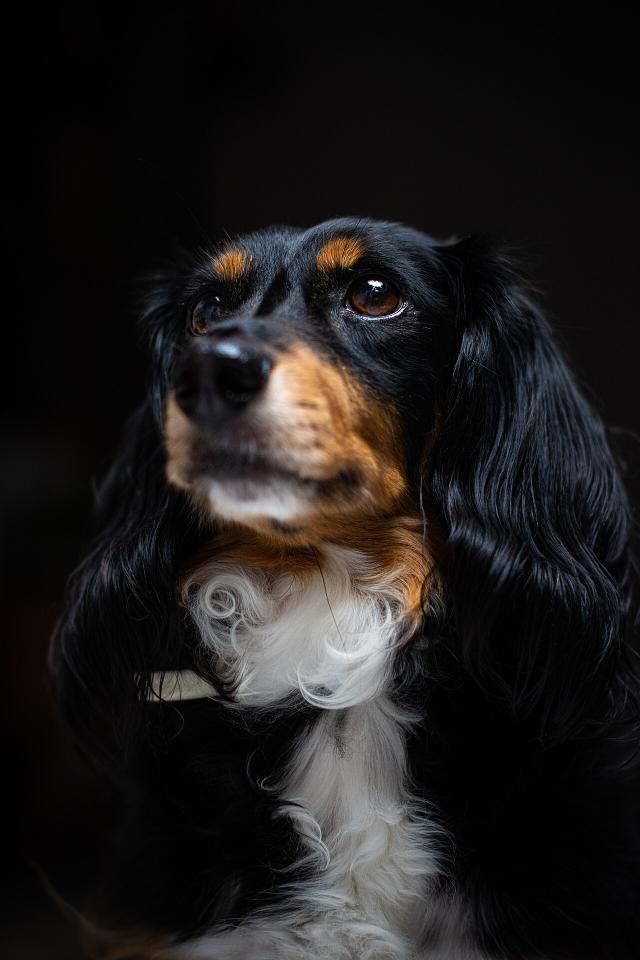 Trine – Dachshund (3)