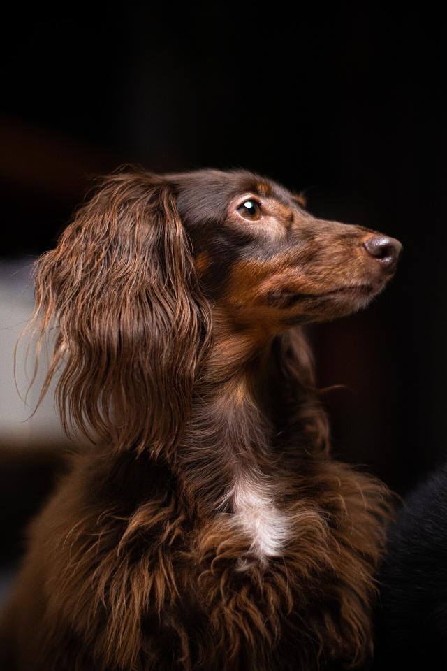Trine – Dachshund (4)