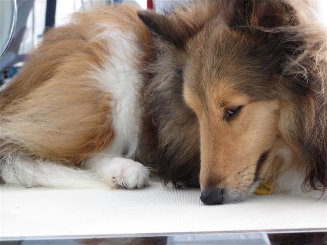 Tilde – Shetland Sheepdog