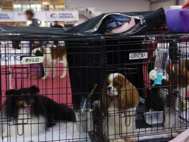 Sky – Shetland Sheepdog