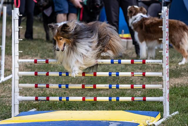 Pip – Shetland Sheepdog