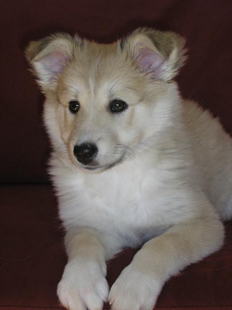 Stella – S-kuldet