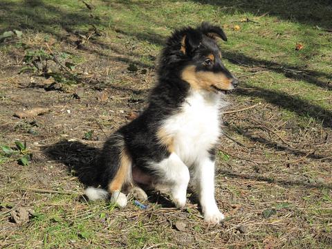 Sally – S-kuldet