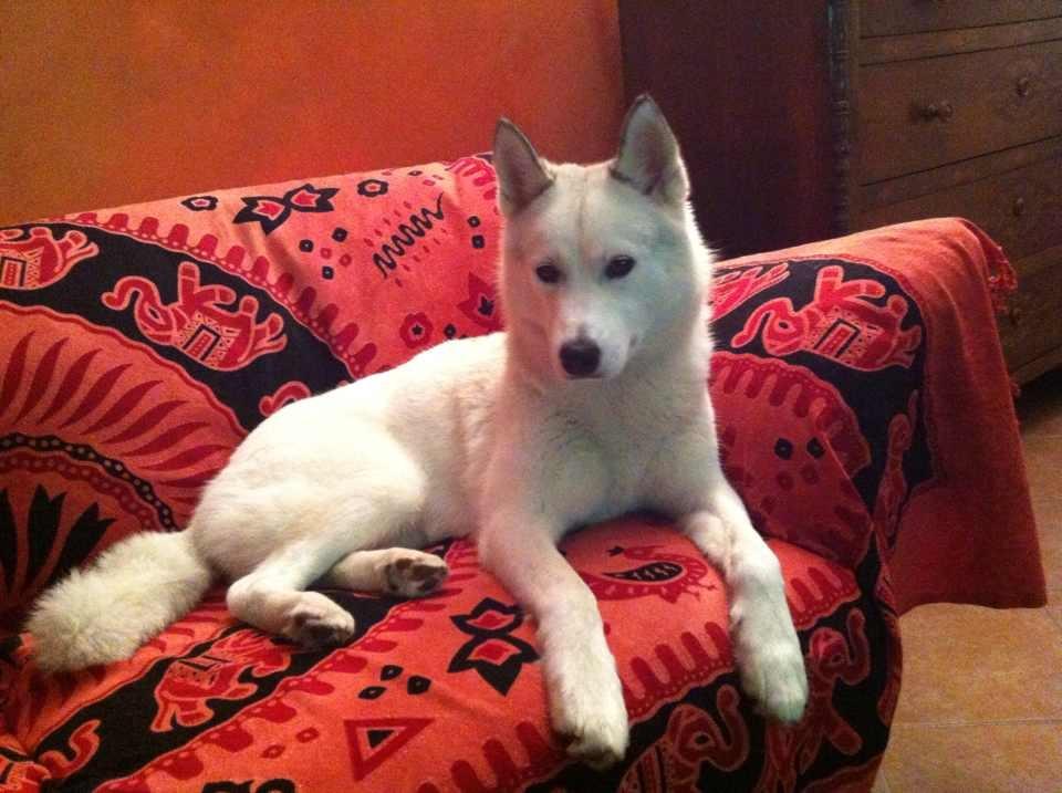 Yuki – Siberian Husky