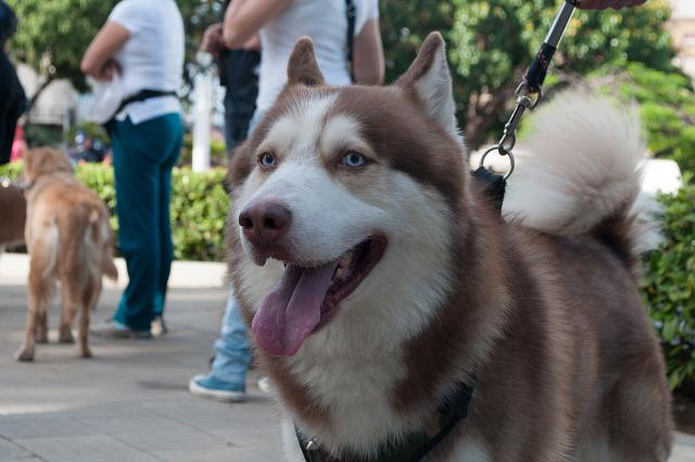 Yuki – Siberian Husky (3)