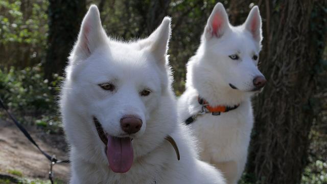 Yuki – Siberian Husky (4)