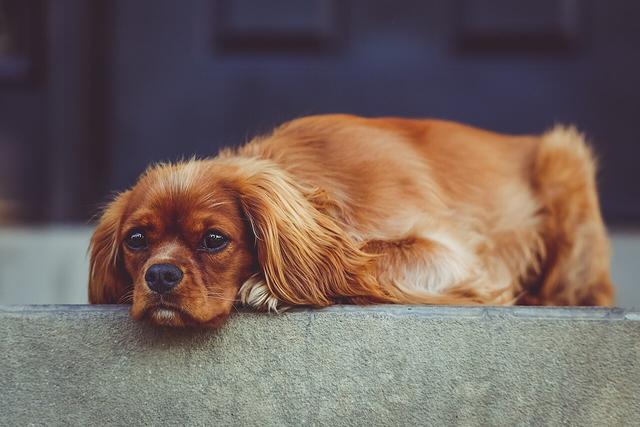 Rosie – Cavalier King Charles Spaniel
