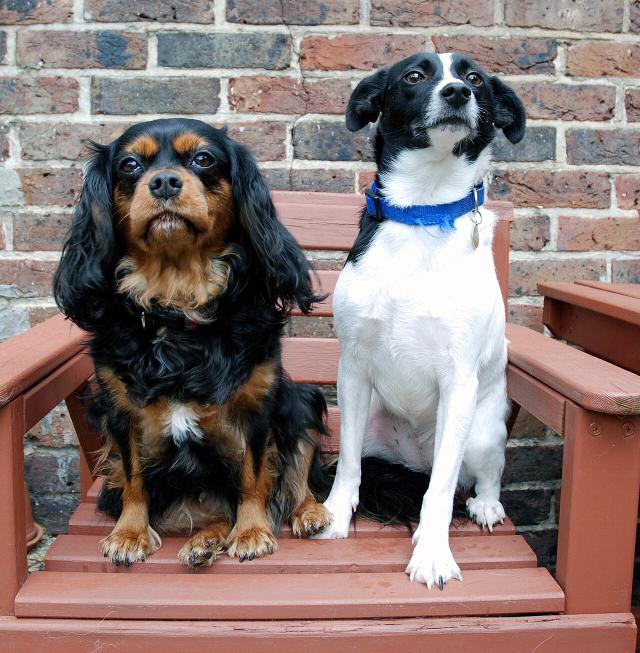 Rosie – Cavalier King Charles Spaniel (2)