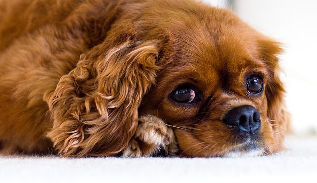 Rosie – Cavalier King Charles Spaniel (3)