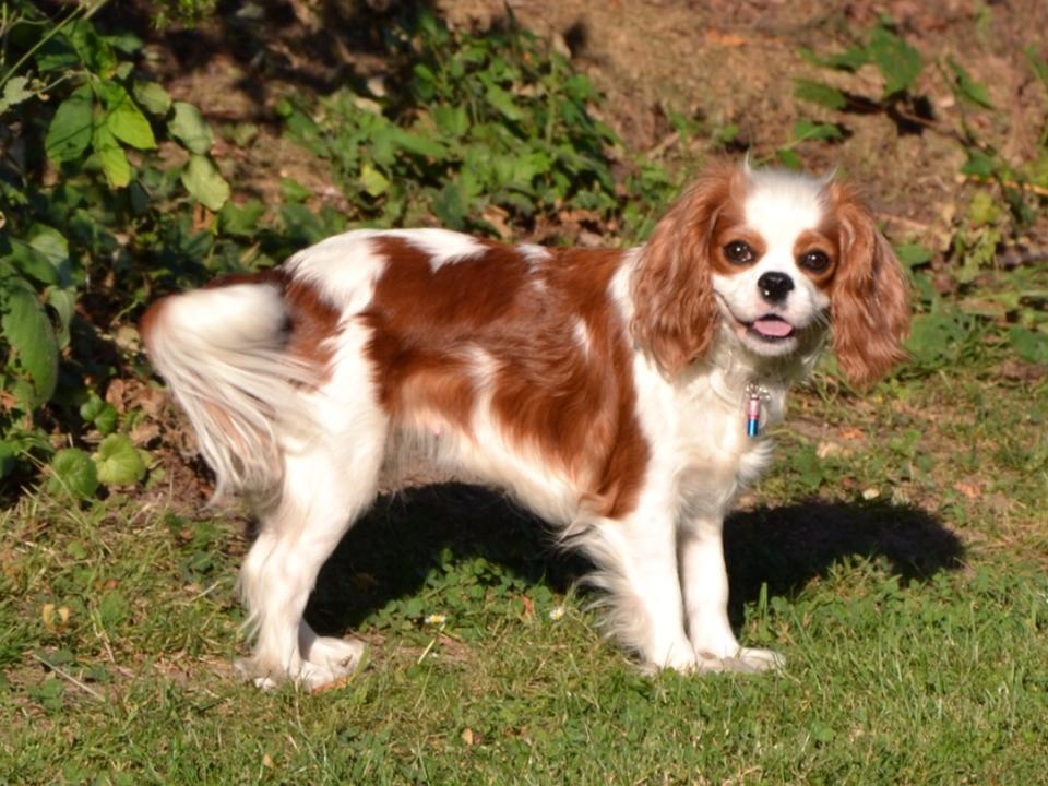 Flot resultat til Charlie