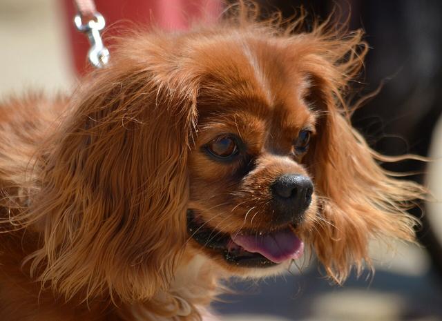 Charlie – Cavalier King Charles Spaniel (2)