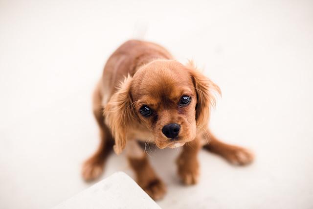 Charlie – Cavalier King Charles Spaniel (3)