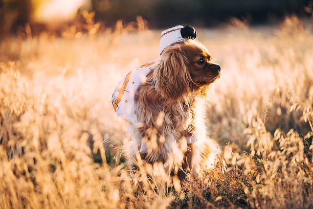 Charlie – Cavalier King Charles Spaniel (4)