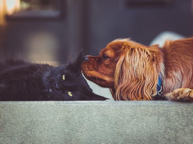 Bella – Cavalier King Charles Spaniel