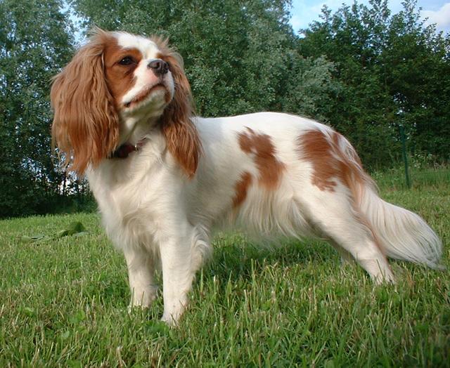 Bella – Cavalier King Charles Spaniel (2)