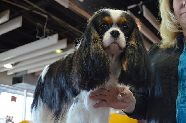 Bella – Cavalier King Charles Spaniel (3)