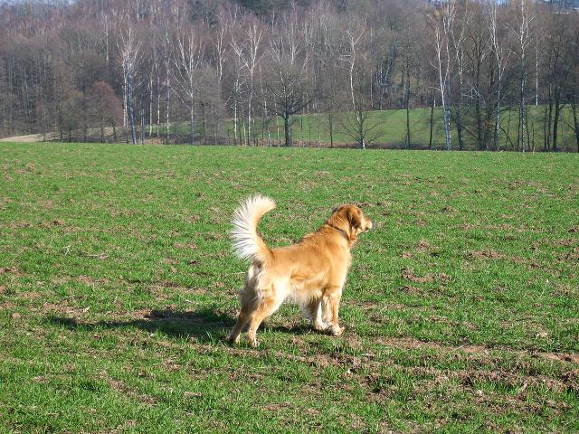 Kaj – Golden Retriever (2)